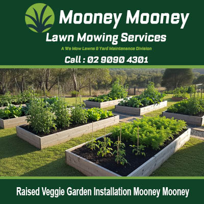 Established raised veggie gardens with healthy crops at property in Mooney Mooney NSW