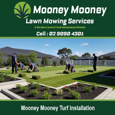 Professional turf installation team laying new lawn at residential property in Mooney Mooney NSW